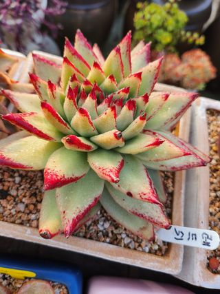 이연옥님의 기타작물 · 자유게시판 작성글 사진