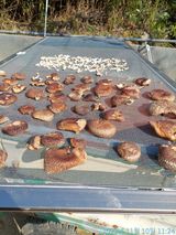 팜모닝 버섯·수확 게시글 이미지