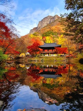 쨍하고해뜨는농원님의 들깨 · 자유게시판 작성글 사진