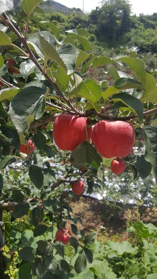 현등농원♡님의 작성글 사진