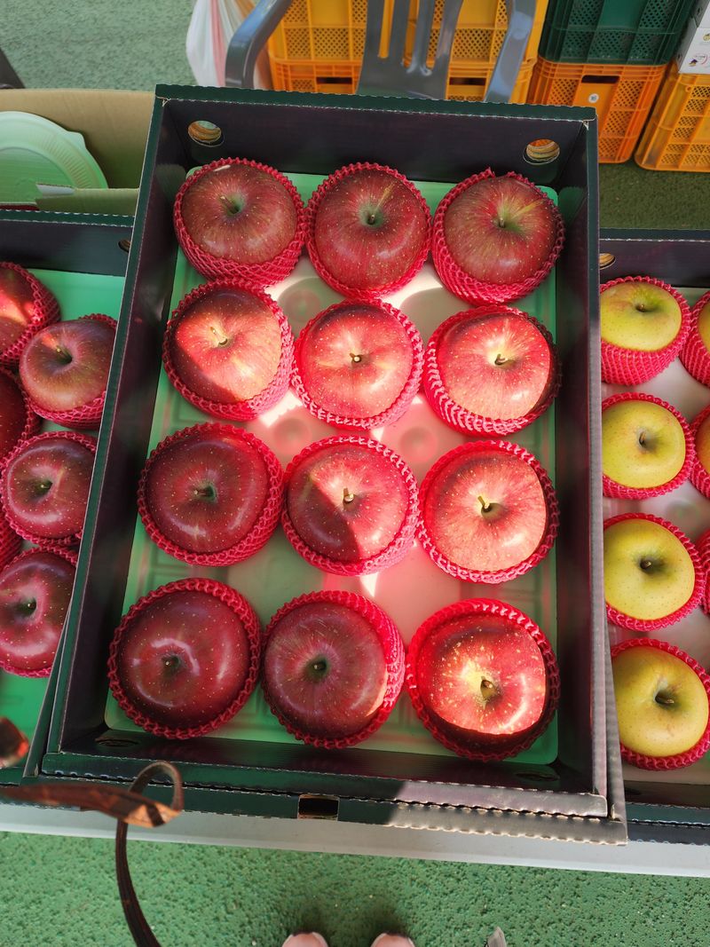 현등농원♡님의 장터 판매 상품 [25년 부사사과(5키로)] 첨부 사진