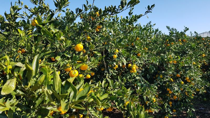 장터 상품 [GAP 인증 노지조생귤  10kg 1박스 ] 썸네일