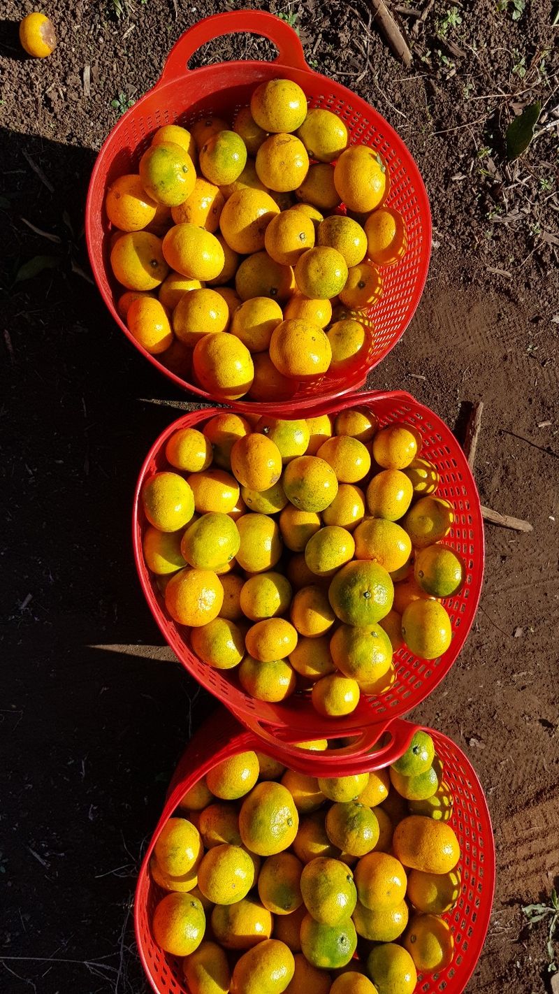 양태숙님의 장터 판매 상품 [GAP 인증 노지조생귤  10kg 1박스 ] 첨부 사진