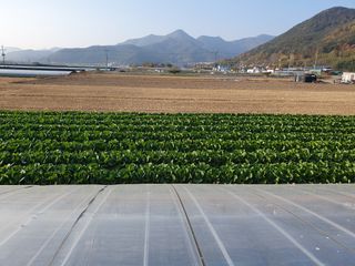 김권수님의 배추 · 일상 작성글 사진