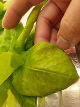 팜모닝 상추·병해충상담 게시글 이미지