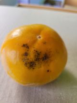 팜모닝 감·병해충상담 게시글 이미지