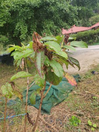 권갑순님의 기타작물 · 병해충상담 작성글 사진