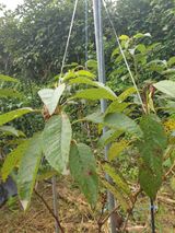 팜모닝 기타작물·병해충상담 게시글 이미지