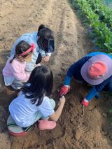 팜모닝 고구마·자유게시판 게시글 이미지