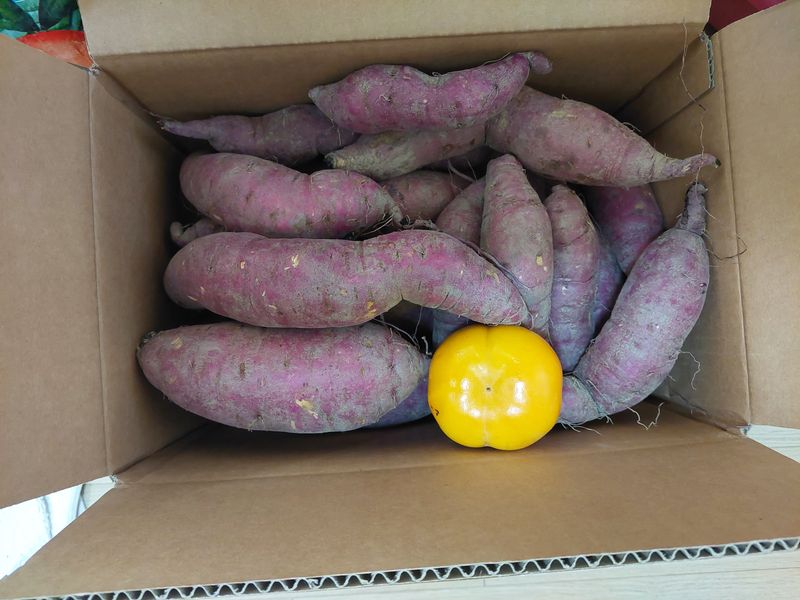 장터 상품 [해남 꿀고구마 10kg] 썸네일