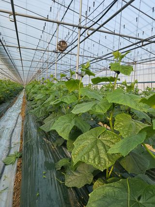 이해정님의 오이 · 자유게시판 작성글 사진