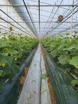 팜모닝 오이·자유게시판 게시글 이미지