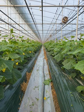 이해정님의 오이 · 자유게시판 작성글 사진