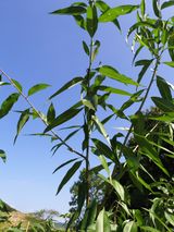 팜모닝 기타작물·병해충상담 게시글 이미지