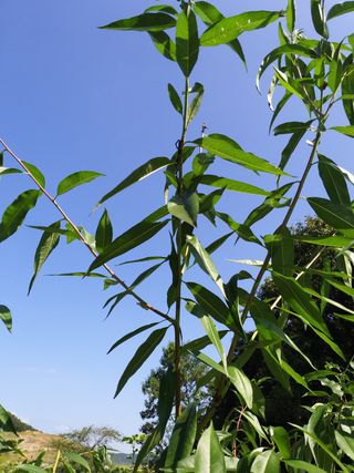 민경수님의 기타작물 · 병해충상담 작성글 사진