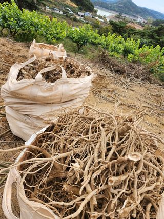 치악산자연농원 님의 기타작물 · 자유게시판 작성글 사진