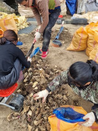 치악산자연농원 님의 기타작물 · 자유게시판 작성글 사진