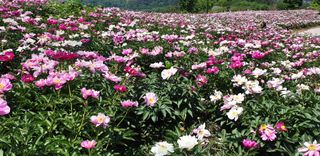 치악산자연농원 님의 기타작물 · 자유게시판 작성글 사진