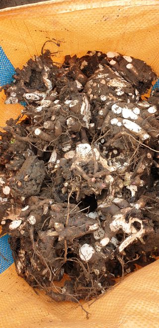 치악산자연농원 님의 기타작물 · 자유게시판 작성글 사진