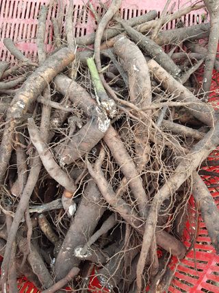 치악산자연농원 님의 기타작물 · 자유게시판 작성글 사진