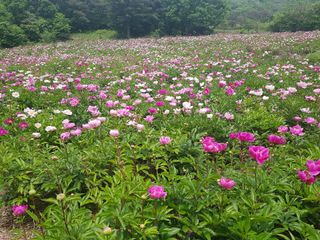 치악산자연농원 님의 기타작물 · 자유게시판 작성글 사진
