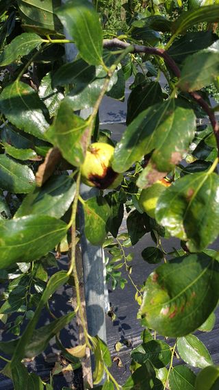 대추씨님의 기타작물 · 병해충상담 작성글 사진