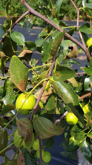 대추씨님의 기타작물 · 병해충상담 작성글 사진