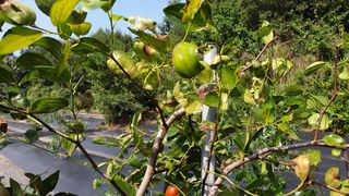대추씨님의 기타작물 · 병해충상담 작성글 사진