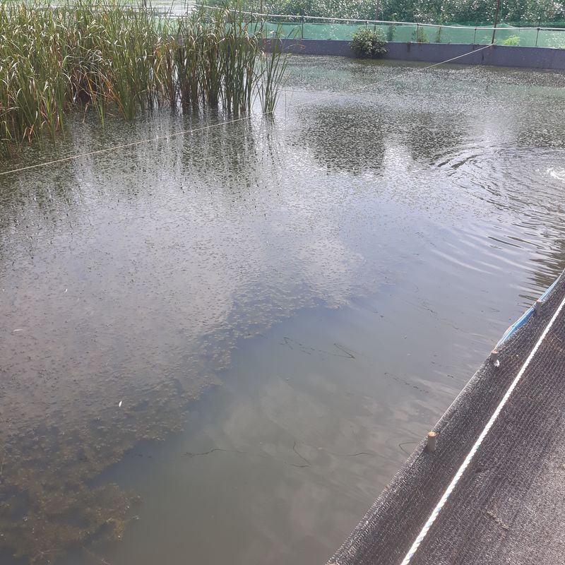 장터 상품 [미꾸라지 ] 썸네일