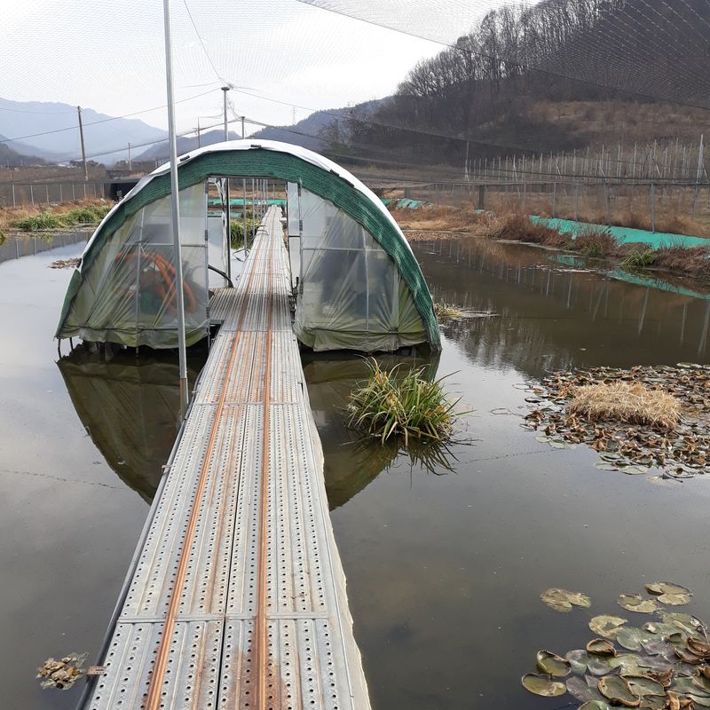 김석현님의 장터 판매 상품 [미꾸라지 ] 첨부 사진