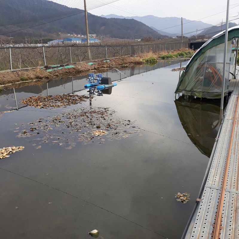 김석현님의 장터 판매 상품 [미꾸라지 ] 첨부 사진