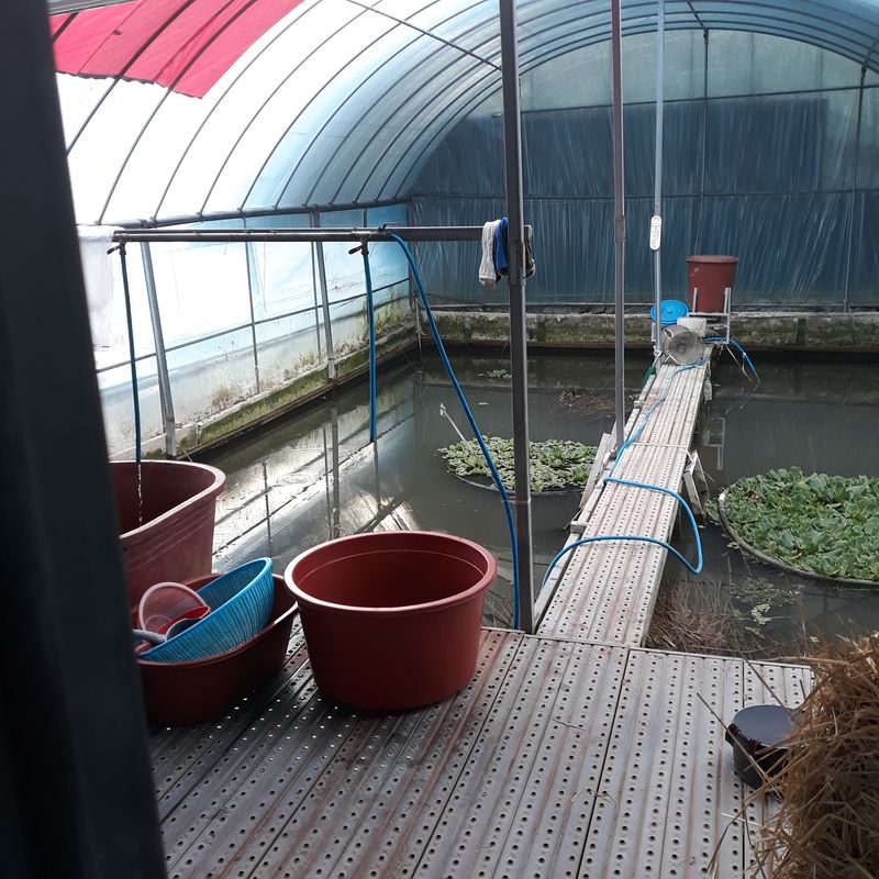 김석현님의 장터 판매 상품 [미꾸라지 ] 첨부 사진