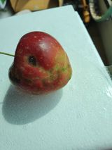 팜모닝 사과·병해충상담 게시글 이미지