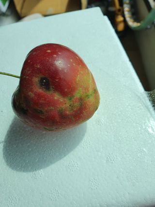 만남님의 사과 · 병해충상담 작성글 사진