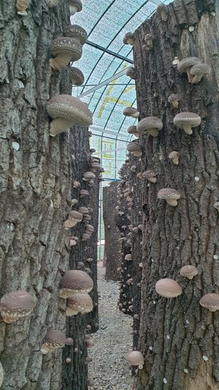 대호장작임업 님의 버섯 · 수확 작성글 사진