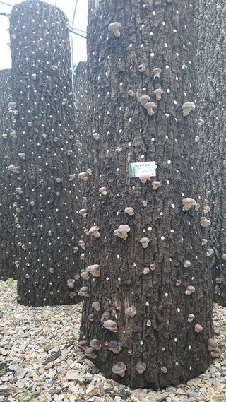 대호장작임업 님의 버섯 · 수확 작성글 사진