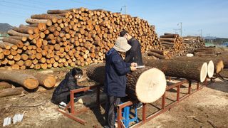 대호장작임업 님의 버섯 · 수확 작성글 사진