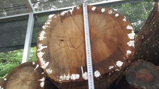 대호장작임업 님의 버섯 · 수확 작성글 사진