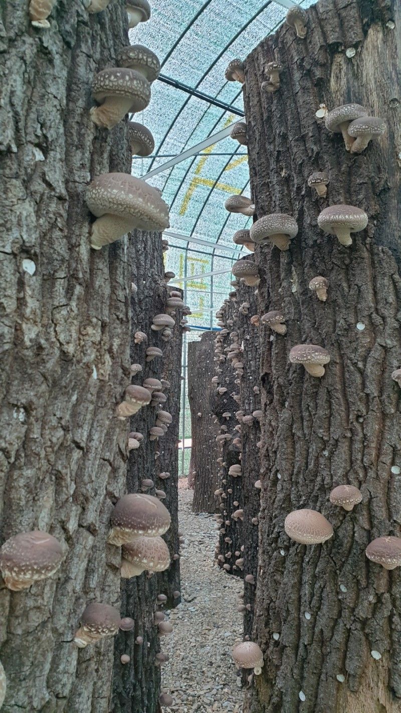 대호장작임업 님의 장터 판매 상품 [원목표고버섯 1kg 2kg] 첨부 사진