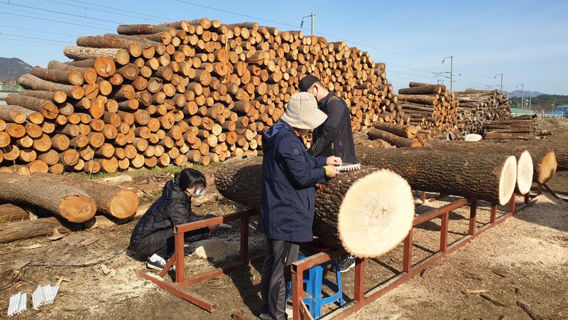 대호장작임업 님의 장터 판매 상품 [원목표고버섯 1kg 2kg] 첨부 사진