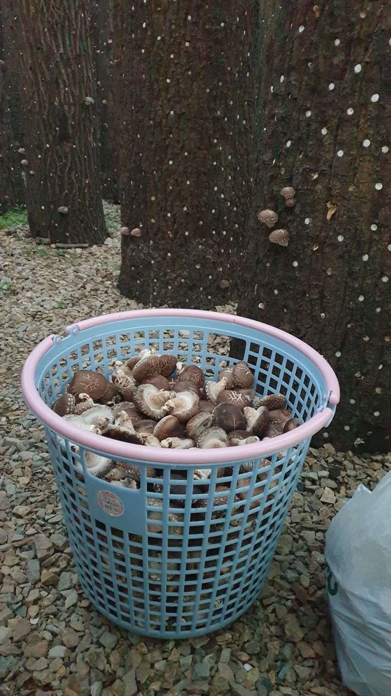 장터 상품 [원목표고버섯 1kg 2kg] 썸네일