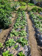 팜모닝 배추·병해충상담 게시글 이미지