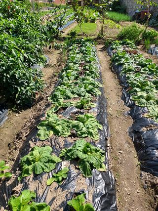 묵현리님의 배추 · 병해충상담 작성글 사진