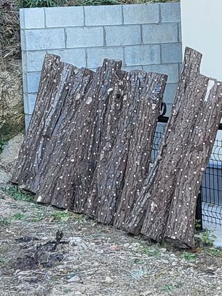 짱순이연속8월출석왕님의 버섯 · 생장기 농작업 작성글 사진