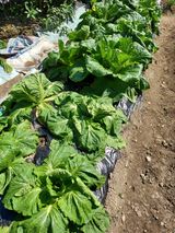 팜모닝 기타작물·병해충상담 게시글 이미지