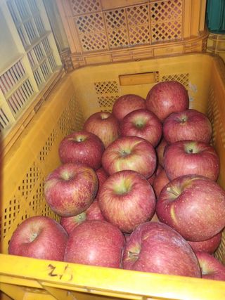 사과와곶감님의 사과 · 저장•가공 작성글 사진