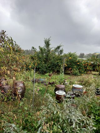 부금리(금강농원)님의 귤 · 일상 작성글 사진