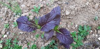 김기영님의 상추 · 자유게시판 작성글 사진