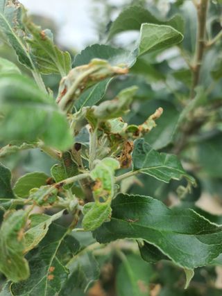 김태우님의 사과 · 병해충상담 작성글 사진