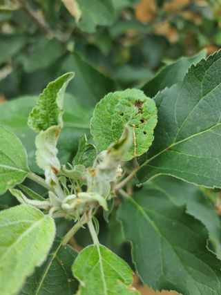 김태우님의 사과 · 병해충상담 작성글 사진